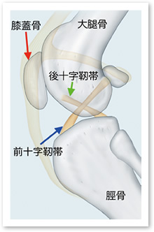 膝関節側面