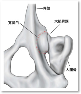 正常の股関節（背側）。