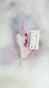 開腹手術の傷です。両側の腹腔内潜在精巣の症例のため、大きな傷が1つ残っています。