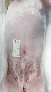 腹腔鏡手術の傷です